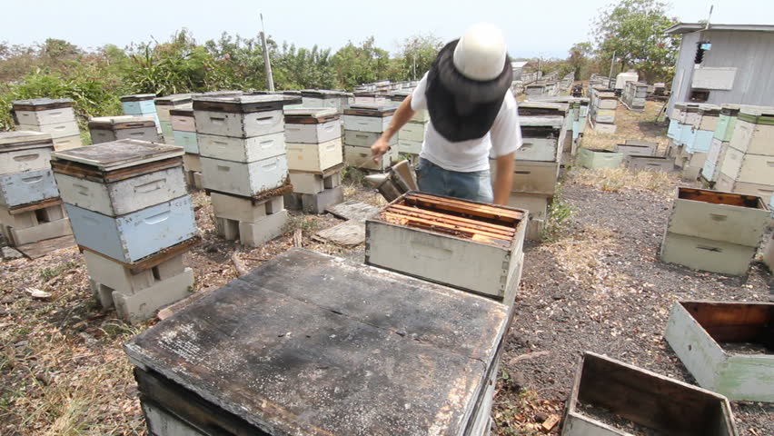 Beekeeper working in bee yard with boxes of bees