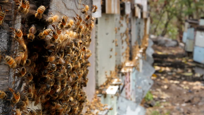 Swarm of bees on a bee box at a Hawaii bee farm