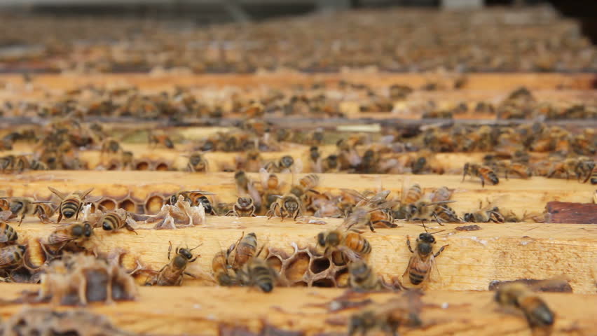swarm of bees on wooden bee frames