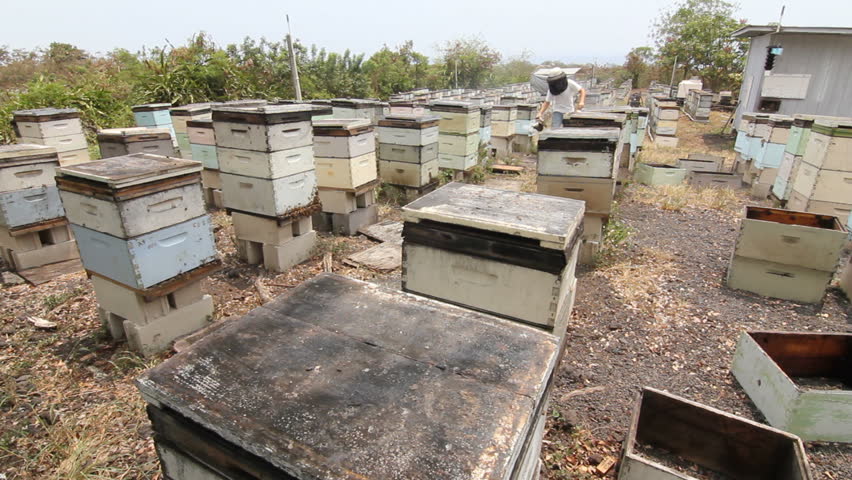 Beekeeper working in a bee yard in Hawaii with boxes of bees