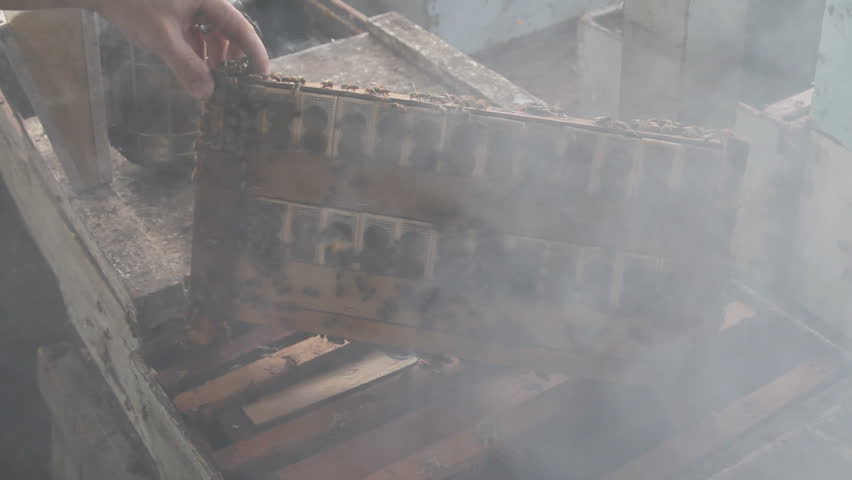 Beekeeper working with bee frames and smoke to calm the bees