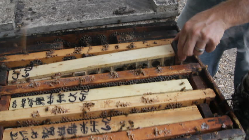 Beekeeper working with a wooden bee frame at a bee farm in Hawaii