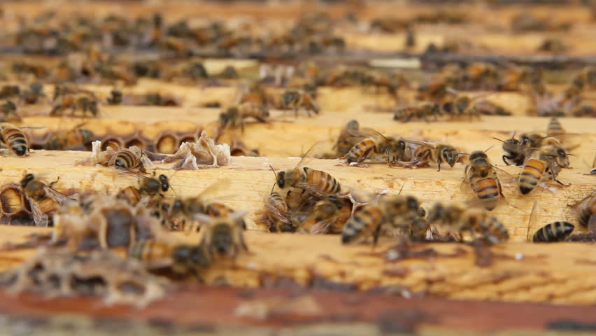 Swarm of bees on wooden bee frames