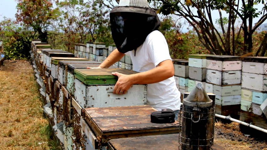 Beekeeper working in bee yard with a bee box