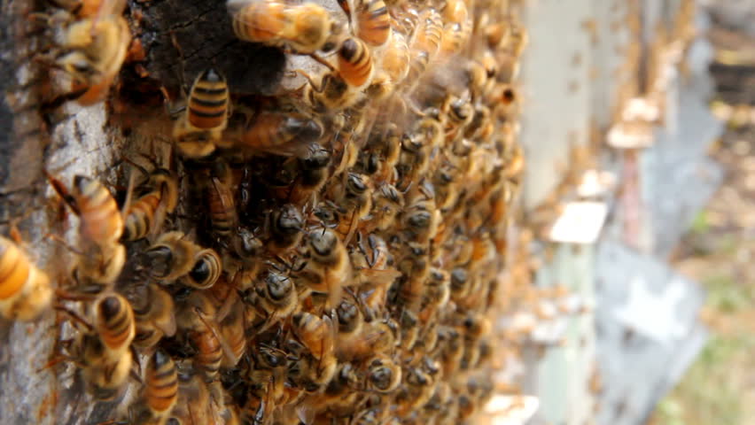 Swarm of bees on a bee box in Hawaii farm