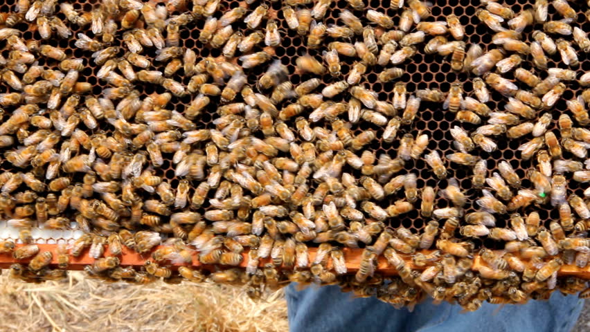 Beekeeper showing honeycomb bee frame with queen bee