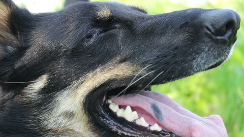 A beautiful German shepherd breathes his mouth with his tongue hanging out close up view