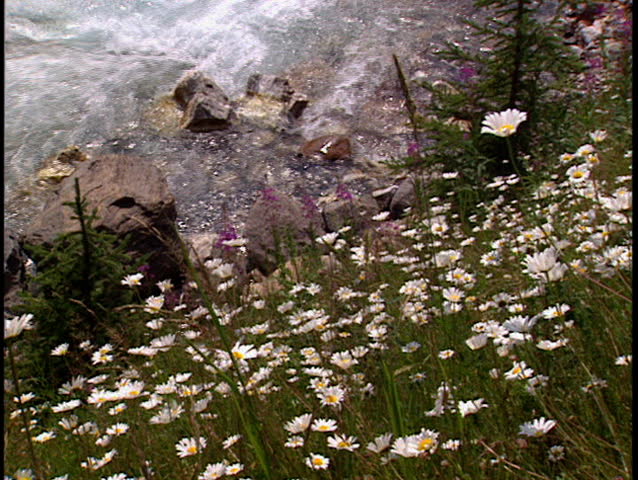 Wildflowers beside an alpine stream