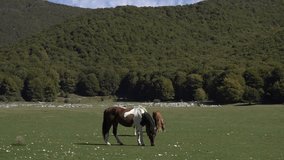 Video of 2 beautiful horses grazing in a valley surrounded by green mountains in Italy.
