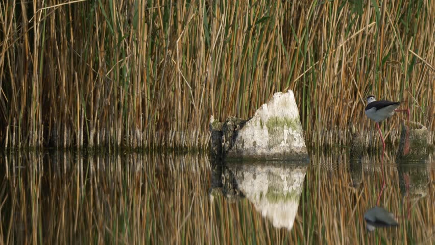 Black-winged stilt (Himantopus himantopus) - ungraded footage