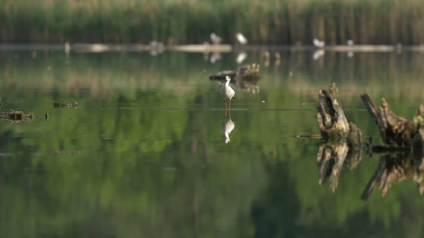 Black-winged stilt (Himantopus himantopus) - ungraded footage