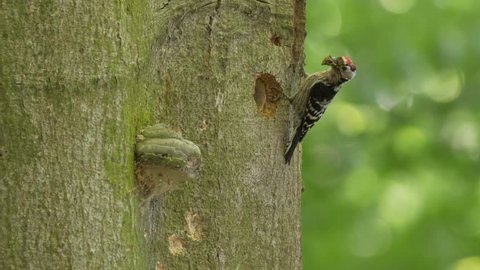 Lesser spotted woodpecker (Dendrocopos minor) at the nest hole - ungraded footage