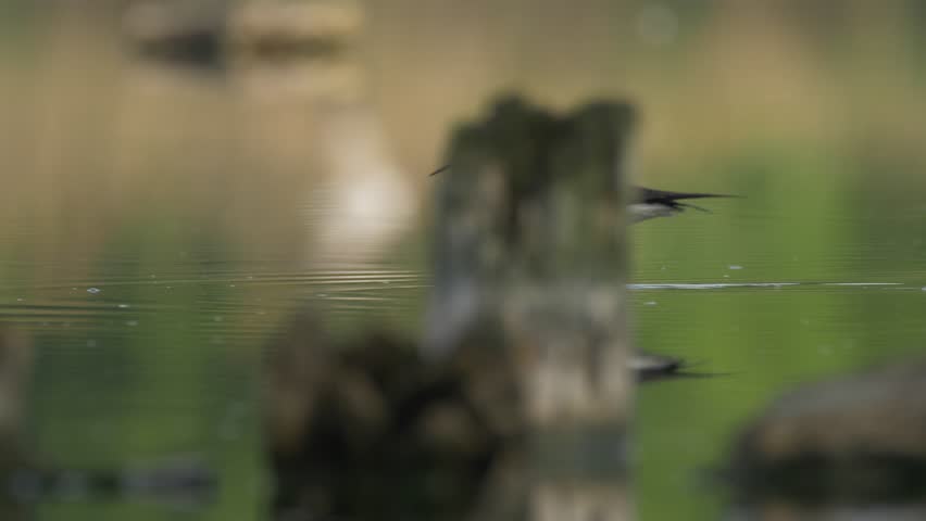 Black-winged stilt (Himantopus himantopus) - ungraded footage