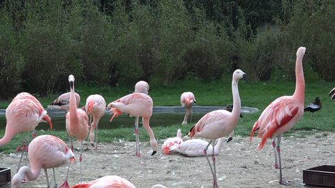 Flock of flamingos at the zoo