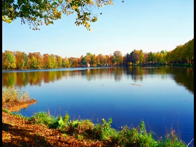 Autumn landscape of lake and bright trees, loop 