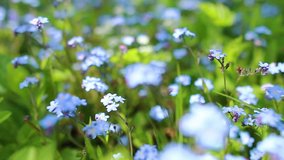 Forget-me-not closeup clip. Beautiful flowers. Nature video Full HD. Moving camera.
