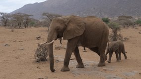 Close-up, a family of huge African elephants with a toddler, in the arid Samburu Kenya reserve. Slow motion. 4k