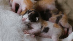 mother cat feeding her kitten