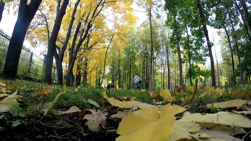 Bright Sun through colorful fall trees. Wide angle view to the tops. Background