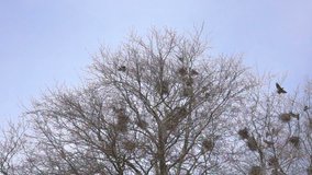 Bird nests and trees in forest. Film clip with animals in nature.