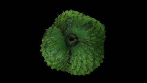 Realistic render of a rotating soursop (graviola) on black background. The video is seamlessly looping, and the 3D object is scanned from a real soursop.

