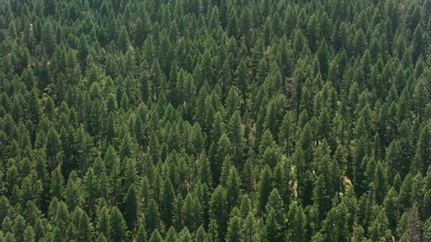 California circa-2017, Aerial of forest in Northern California. Shot with Cineflex and RED Epic-W Helium.