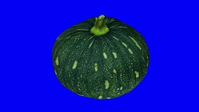 Realistic render of a rotating kabocha squash on blue background. The video is seamlessly looping, and the 3D object is scanned from a real squash.
