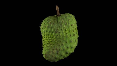 Realistic render of a rotating soursop (graviola) on black background. The video is seamlessly looping, and the 3D object is scanned from a real soursop.

