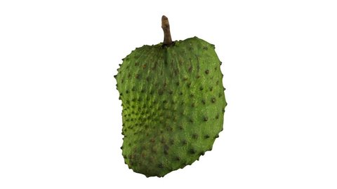 Realistic render of a rotating soursop (graviola) on white background. The video is seamlessly looping, and the 3D object is scanned from a real soursop.
