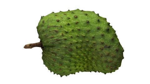 Realistic render of a rotating soursop (graviola) on white background. The video is seamlessly looping, and the 3D object is scanned from a real soursop.
