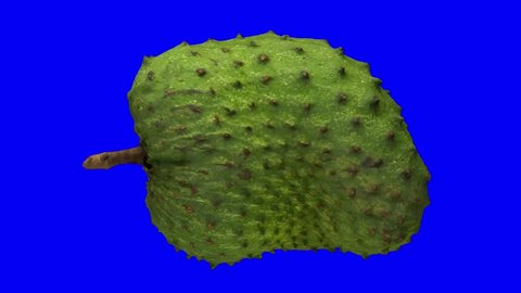 Realistic render of a rotating soursop (graviola) on blue background. The video is seamlessly looping, and the 3D object is scanned from a real soursop.
