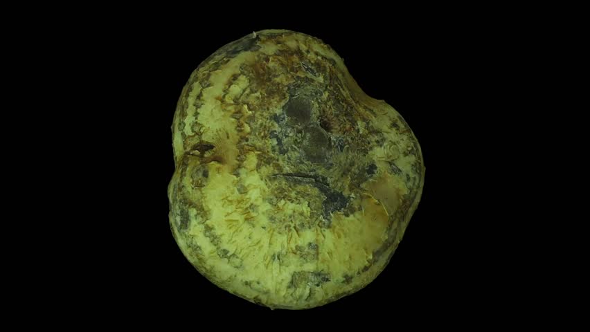 Realistic render of a rotating Mexican Turnip (Jicama) on black background. The video is seamlessly looping, and the 3D object is scanned from a real mexican turnip.
 Royalty-Free Stock Footage #31648111