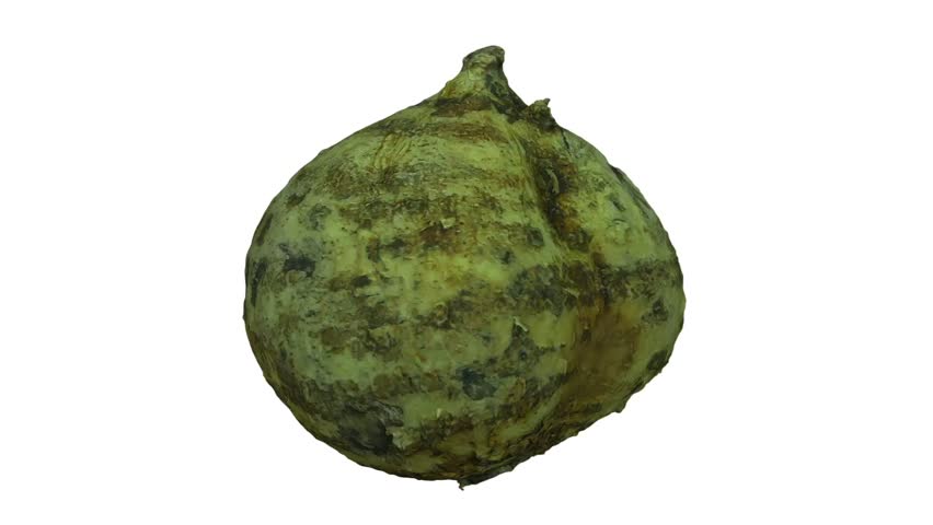 Realistic render of a rotating Mexican Turnip (Jicama) on white background. The video is seamlessly looping, and the 3D object is scanned from a real mexican turnip.
 Royalty-Free Stock Footage #31648117