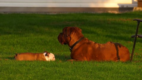 guard dogs bulldog puppy and his friend dogue de bordeaux mastiff watching