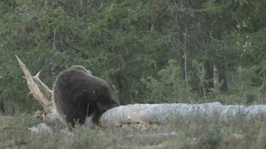 wild european brown bear