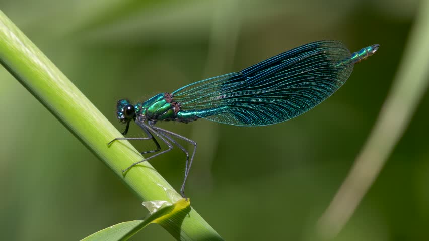Banded demoiselle (Calopteryx splendens) - ungraded footage