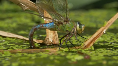 Emperor dragonfly (Anax imperator) laying eggs