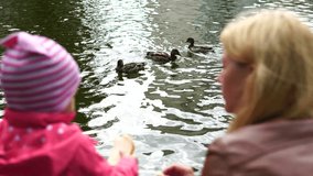 A young mother and a small daughter feed ducks with white bread. A little girl throws food to the ducks in the lake. A woman with a child feeds wild ducks in a pond. Walk with a small child. Video 4K.