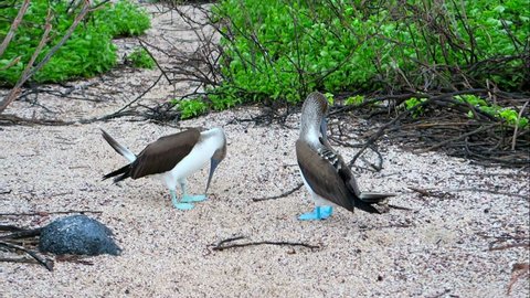 Blue Footed Booby Dance 