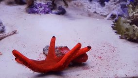 Red sea star on sea bottom