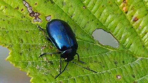 Beetle a pest of plants in the gardens. The alder leaf beetle or a bat alder - insect of alder in all stages of development. The beetle is shiny blue or purple.