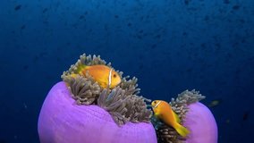 Anemone actinia and bright orange clown fish on seabed underwater of Maldives. Unique video footage. Abyssal relax diving. Natural aquarium of sea and ocean. Beautiful animals. Amazing background.