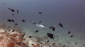 Manta ray underwater on background of school of fish in Maldives. Unique amazing video footage. Abyssal relax diving. Natural aquarium of sea and ocean. Beautiful animals.