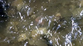 Salmon migrating upstream to lay their eggs on gravel beds, Credit River, 2017/ Salmon run Ontario