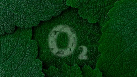 Oxygen. Secrete O2. Dark green leaves background. Close up 4K