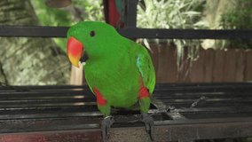 Eclectus parrot walks on a bench stock footage video
