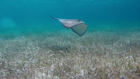 A Southern Sting ray swims close to the sea floor in the Caribbean Sea off the coast of Belize.