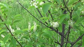 Flowering bird cherry spring close-up, branches in wind. Prunus padus. Video footage HD shooting moving with steadicam.