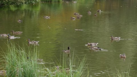 Ducks Swimming In A Pond