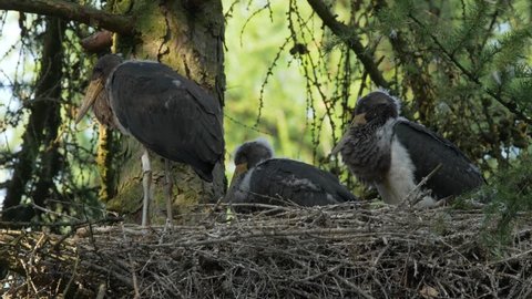 Black stork (Ciconia nigra) chicks in nest - ungraded footage